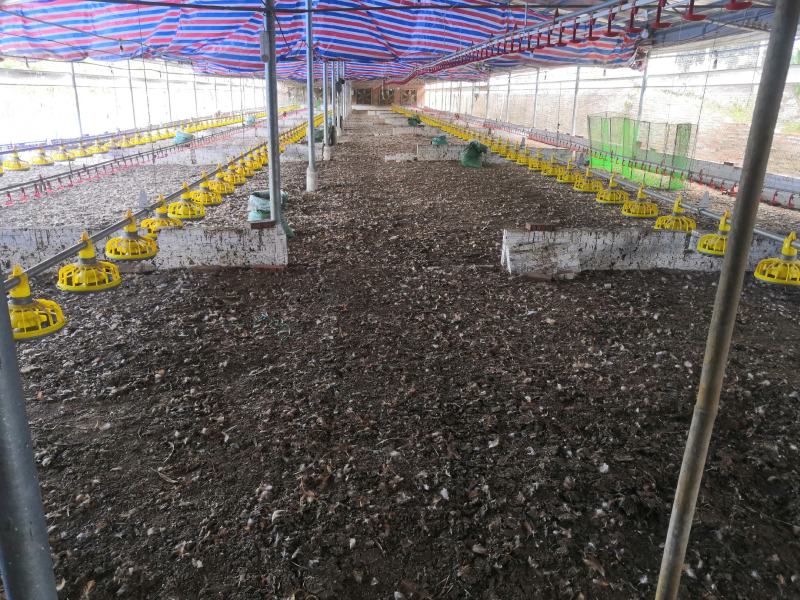 养殖场长期大量供应谷壳鸡粪，木糠鸡粪，干鸡粪