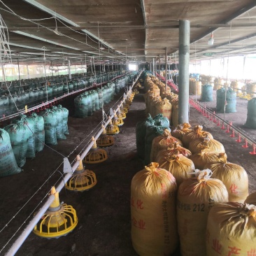 养殖场长期大量供应谷壳鸡粪，木糠鸡粪，干鸡粪