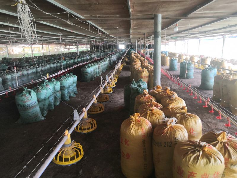 养殖场长期大量供应谷壳鸡粪，木糠鸡粪，干鸡粪