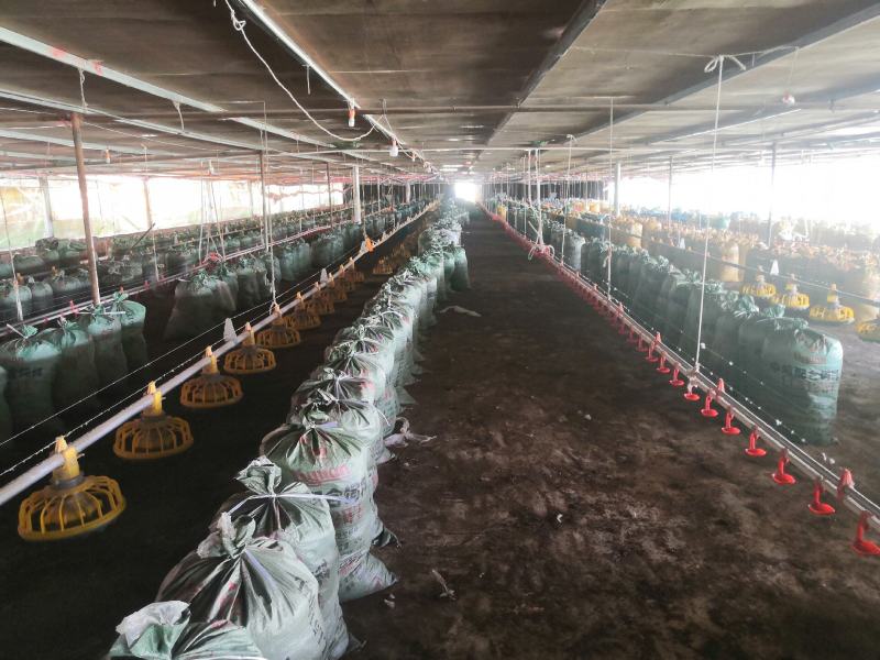 养殖场长期大量供应谷壳鸡粪，木糠鸡粪，干鸡粪