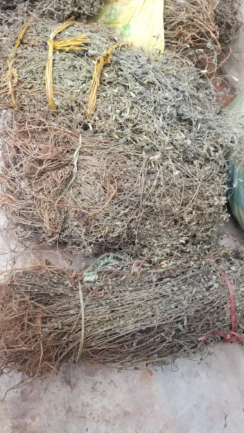 响铃草野生响铃草响铃草响铃子响铃草人工采收自然晒干