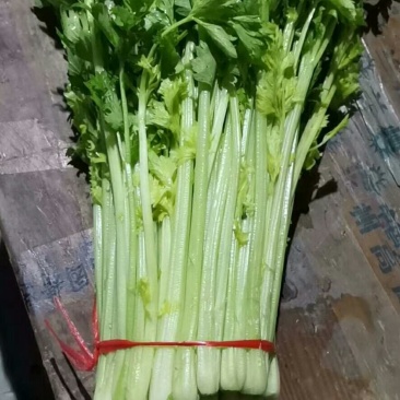 西芹，毛芹，小药芹大量上市，货量充足。