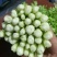 西芹，毛芹，小药芹大量上市，货量充足。