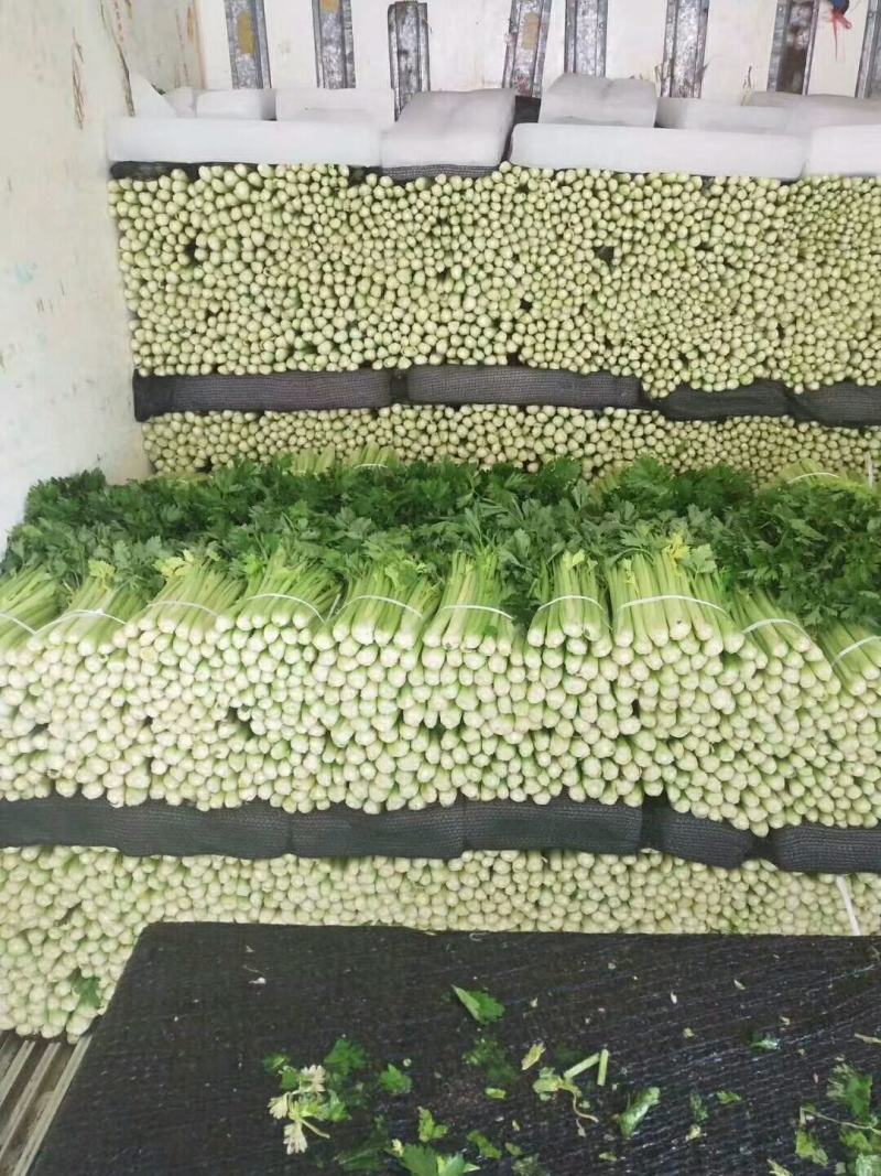 西芹，毛芹，小药芹大量上市，货量充足。