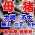 仔猪三元长白大白杜洛克黑猪品种纯正包成活送到家