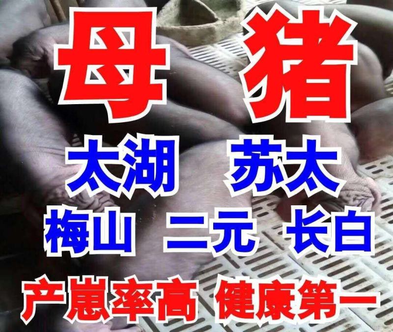 仔猪三元长白大白杜洛克黑猪品种纯正包成活送到家