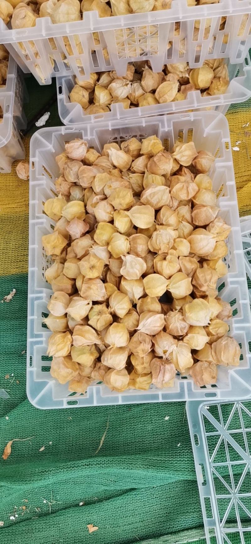 东北甜菇娘，灯笼果，黄菇娘己经大量上市，欢迎各位老板惠顾