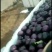 紫光圆茄5两以上质量好种植面积大好吃没籽