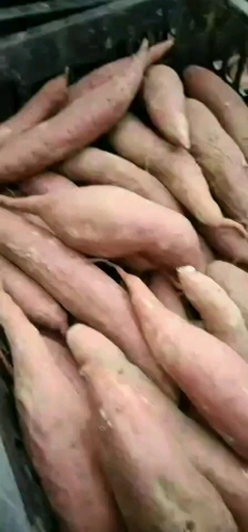 龙薯9号黄心3两以上种植面积大，质量好