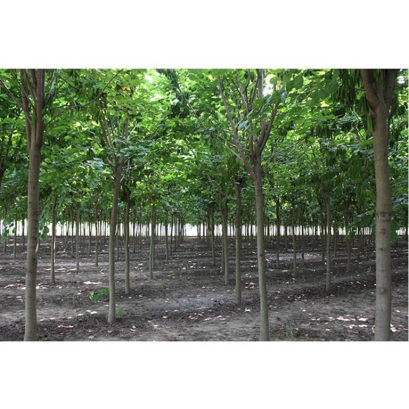 巨紫荆8公分巨紫荆10公分巨紫荆12公分巨紫荆