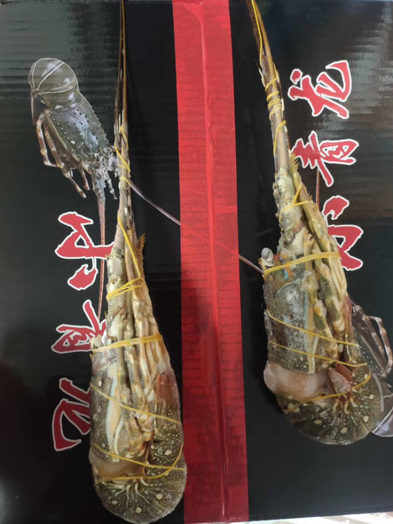 小青龙、酒店、自助餐店、日料店专用、上海一手货源批发。