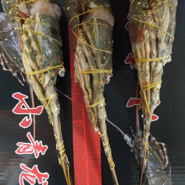 小青龙、酒店、自助餐店、日料店专用、上海一手货源批发。