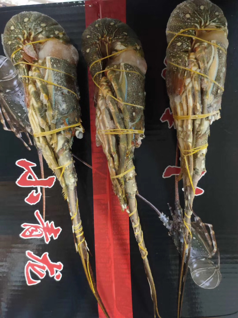 小青龙、酒店、自助餐店、日料店专用、上海一手货源批发。