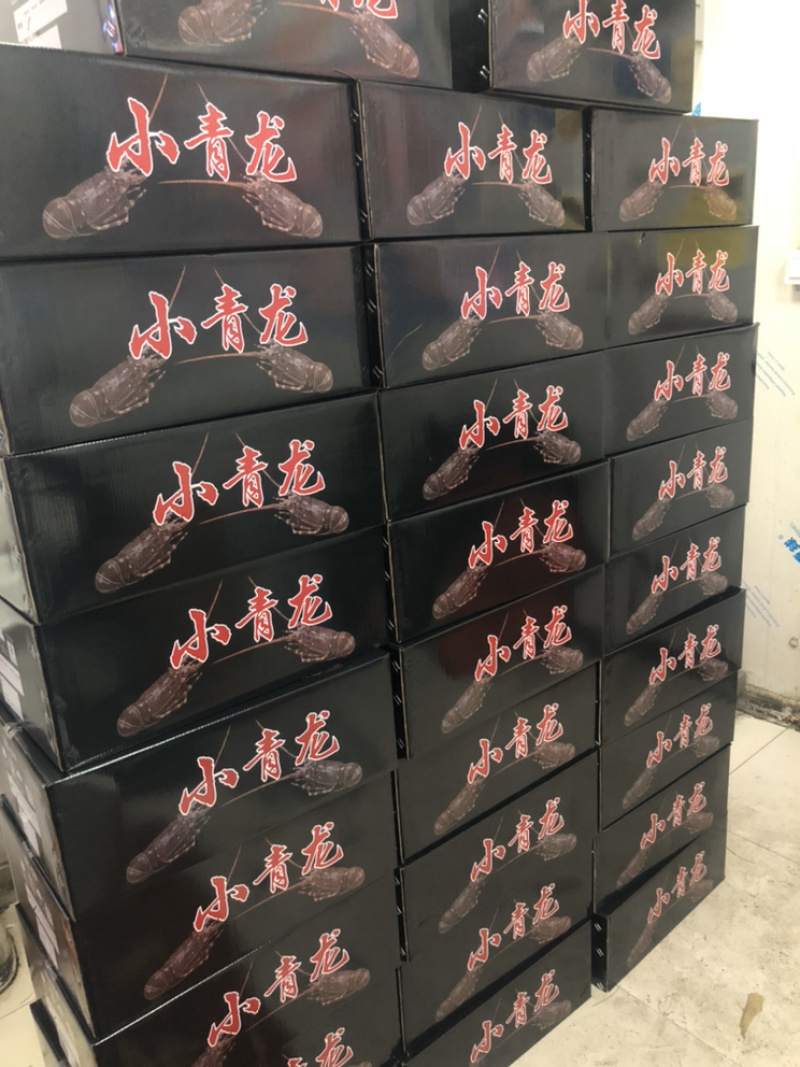 小青龙、酒店、自助餐店、日料店专用、上海一手货源批发。