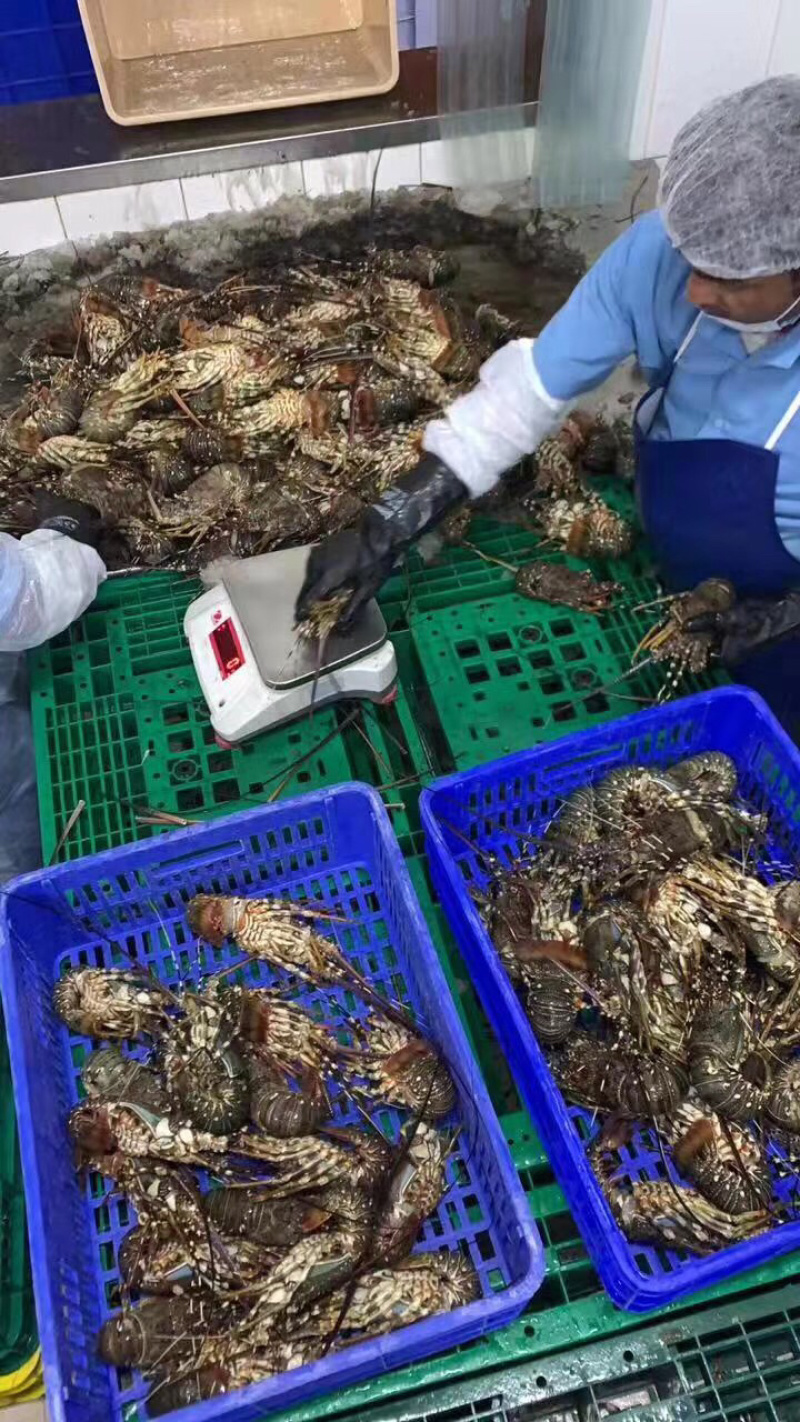 小青龙、酒店、自助餐店、日料店专用、上海一手货源批发。