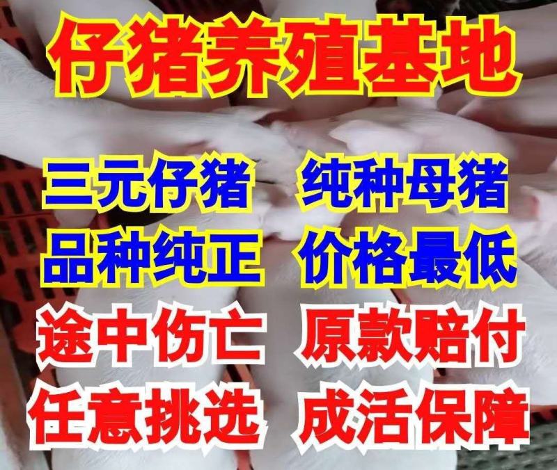 三元仔猪【免费送包成活】防疫严格抗病能力强