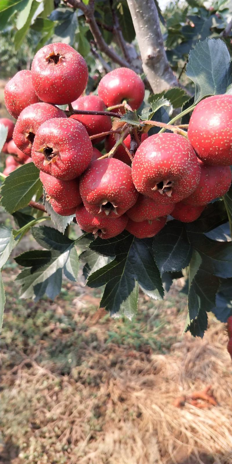 大金星山楂，加工厂果