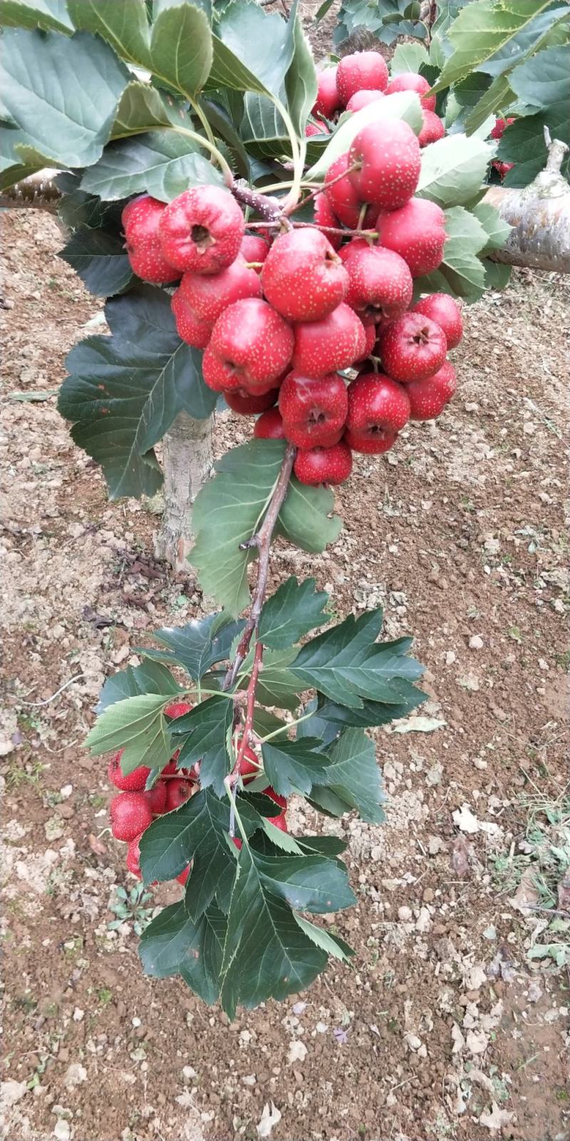 大金星山楂，加工厂果