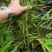 竹苗/一年苗/两年苗/筇竹苗、方竹苗、刺竹苗