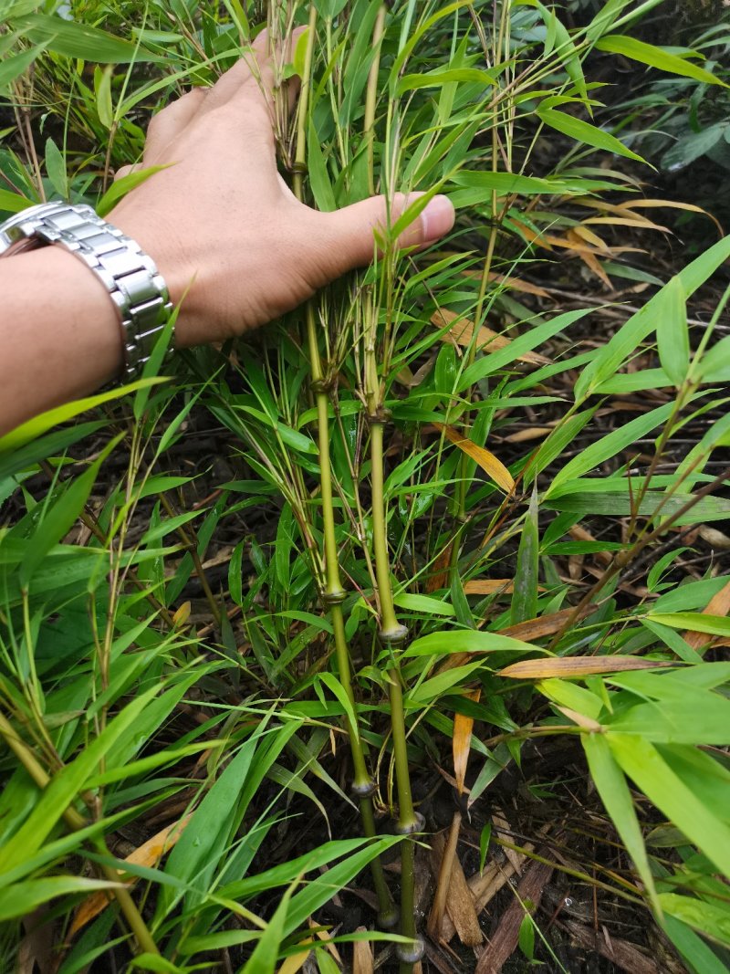 竹苗/一年苗/两年苗/筇竹苗、方竹苗、刺竹苗
