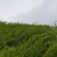 竹苗/一年苗/两年苗/筇竹苗、方竹苗、刺竹苗