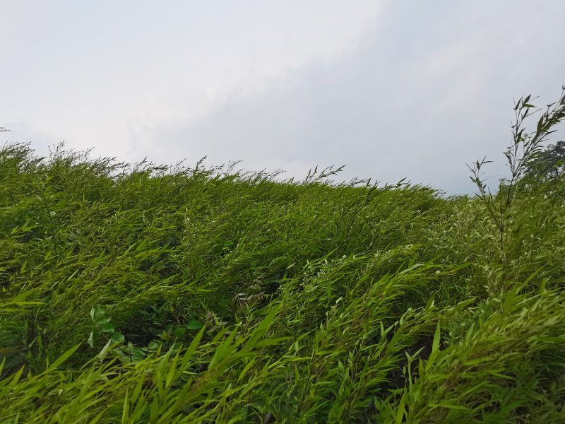 竹苗/一年苗/两年苗/筇竹苗、方竹苗、刺竹苗