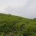 竹苗/一年苗/两年苗/筇竹苗、方竹苗、刺竹苗