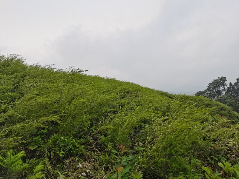 竹苗/一年苗/两年苗/筇竹苗、方竹苗、刺竹苗