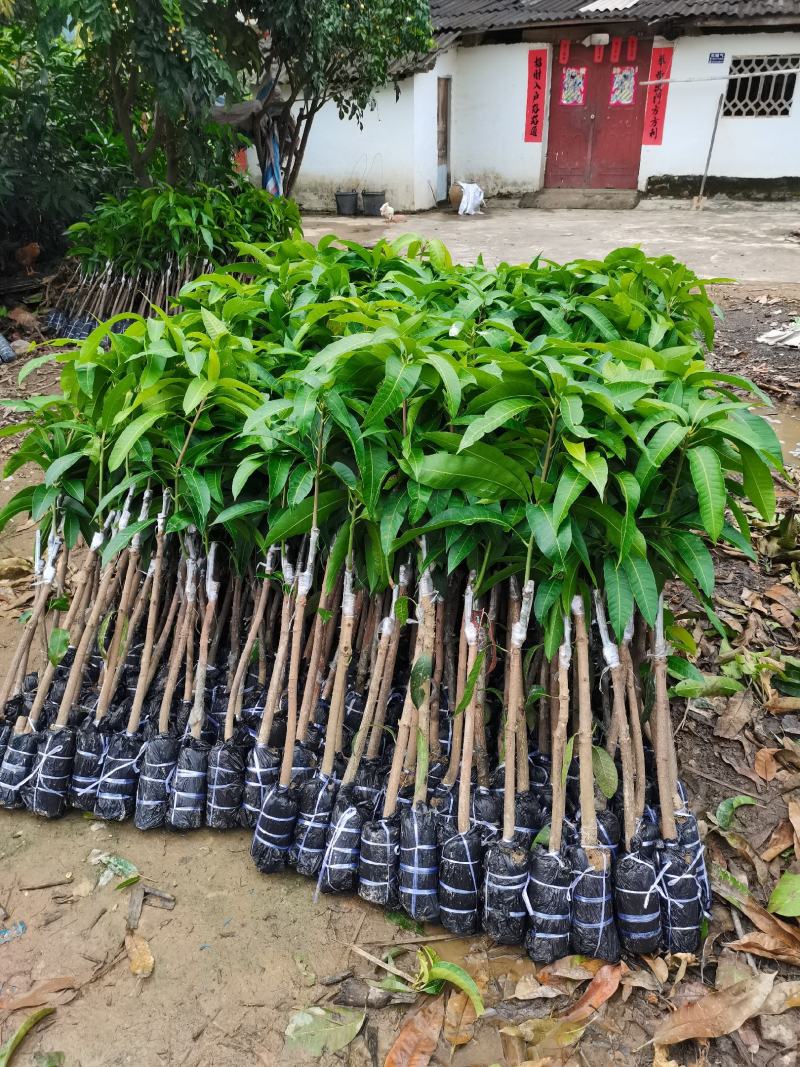 出售高品质金煌芒果苗
