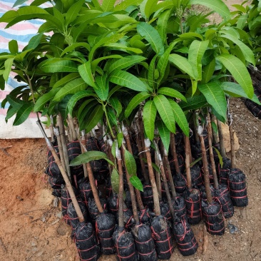 出售高品质金煌芒果苗
