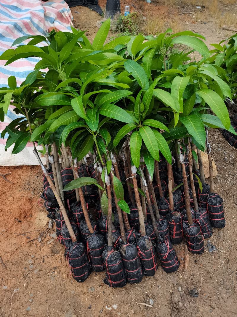 出售高品质金煌芒果苗
