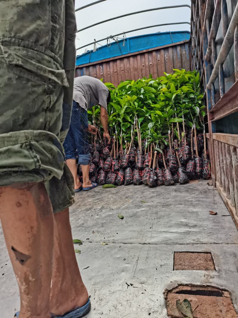 出售高品质金煌芒果苗