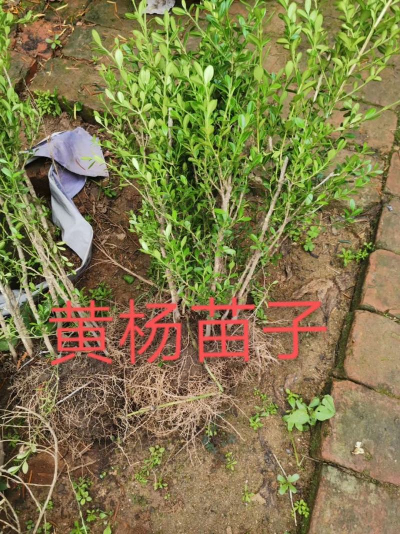 新採黄杨种子小叶黄杨种子朝鲜黄杨种子价格合理
