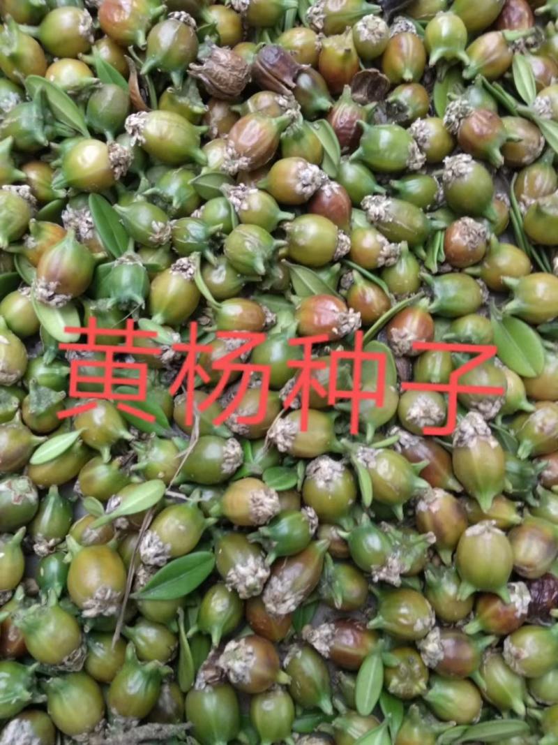 朝鲜黄杨种子耐寒黄杨种子东北小叶黄杨种子提供技术