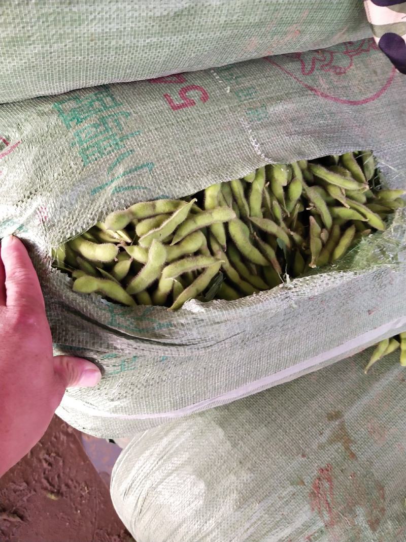 大角开心绿大量上市货源充足。
