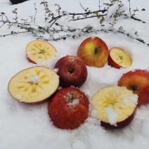 盐源苹果糖心苹果丑苹果野生苹果货源充足欢迎订购