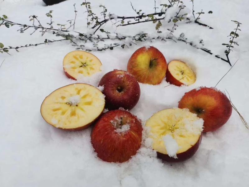 盐源苹果糖心苹果丑苹果野生苹果货源充足欢迎订购
