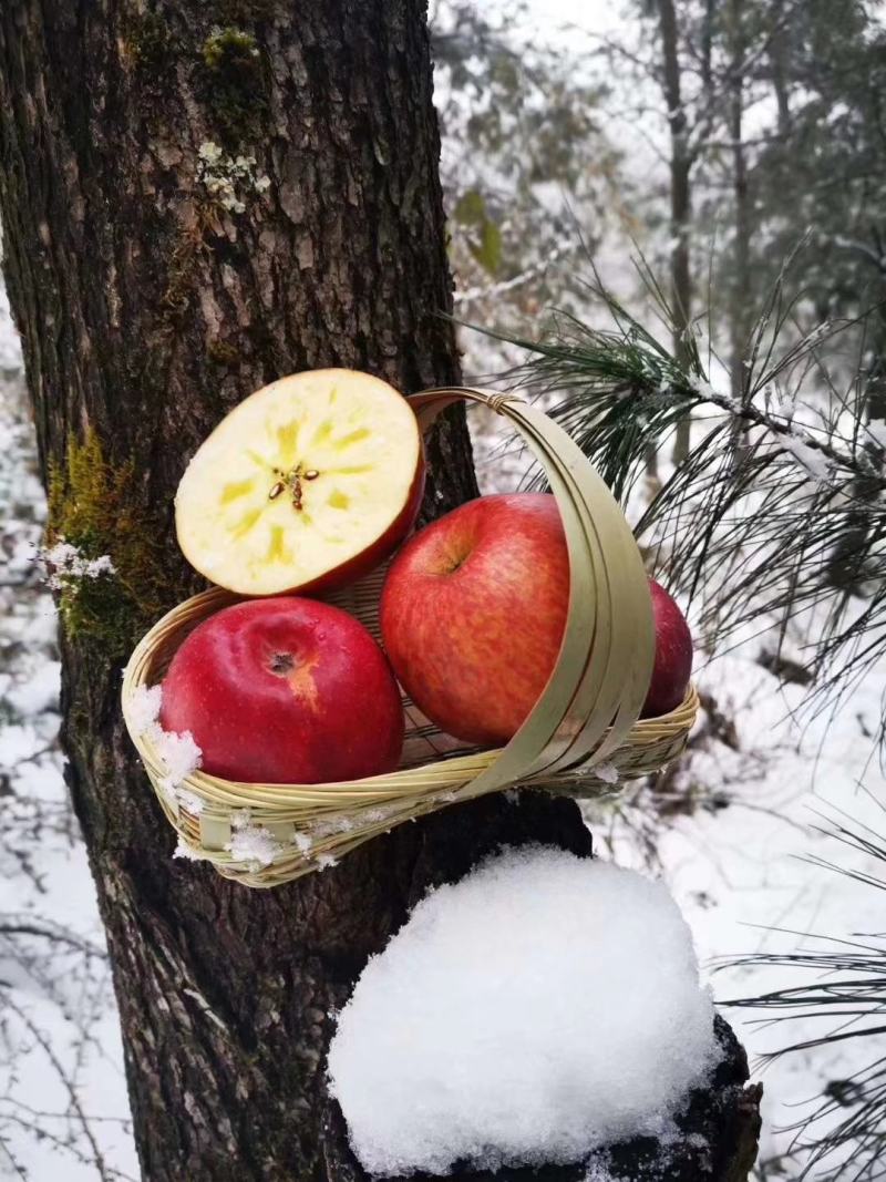 盐源苹果糖心苹果丑苹果野生苹果货源充足欢迎订购