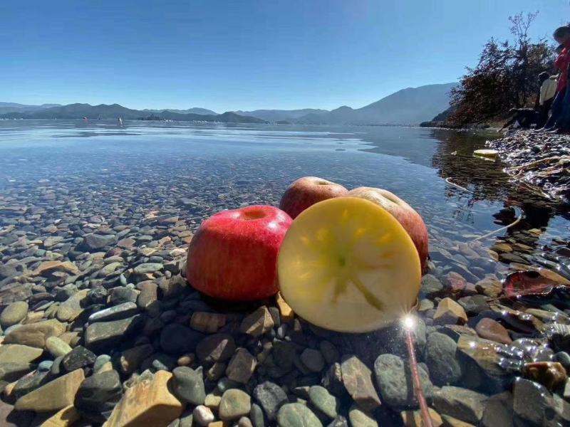 盐源苹果糖心苹果丑苹果野生苹果货源充足欢迎订购