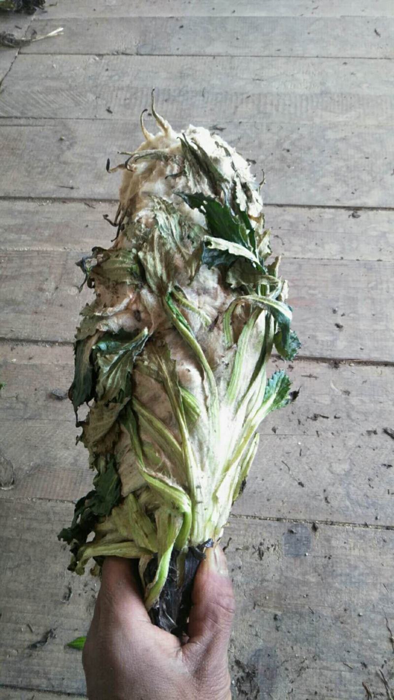 云南香格里拉高原雪莲花