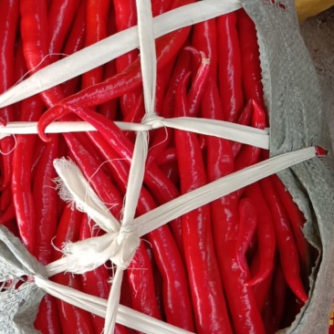 鲜红辣椒。大量出售。