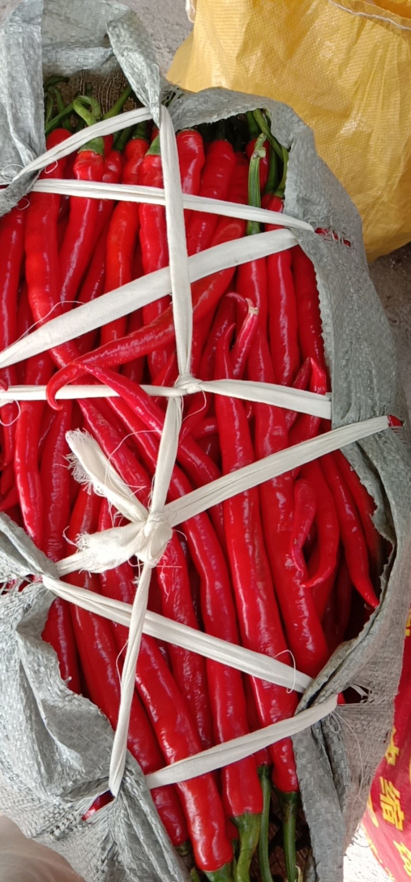 鲜红辣椒。大量出售。