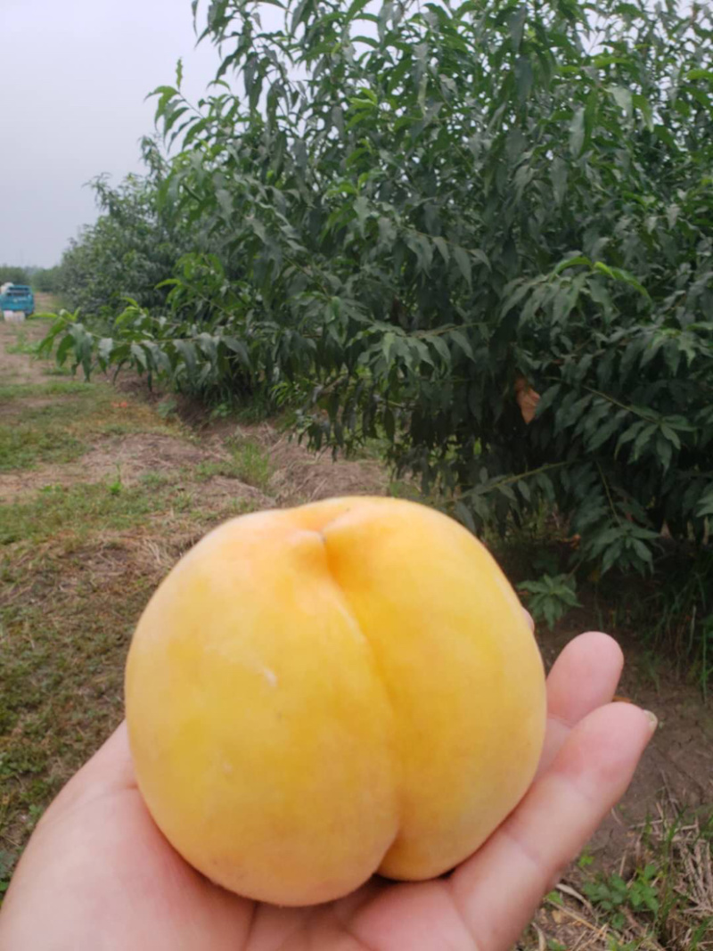 精品大黄桃，包甜，水分多！