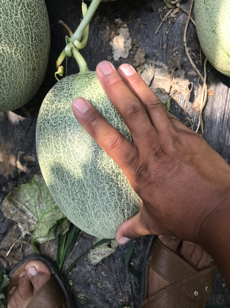 西州蜜25脆甜便宜的三五分钱，微信见头像