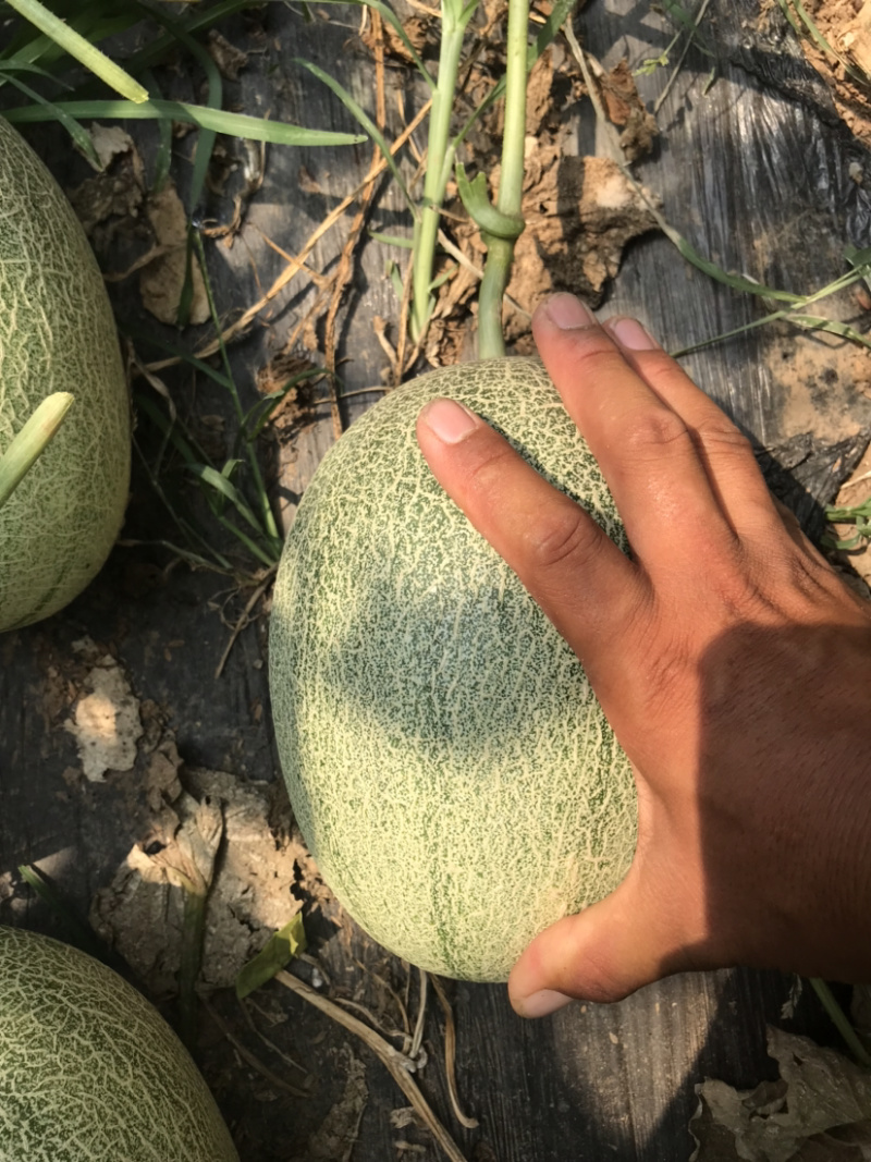 西州蜜25脆甜便宜的三五分钱，微信见头像