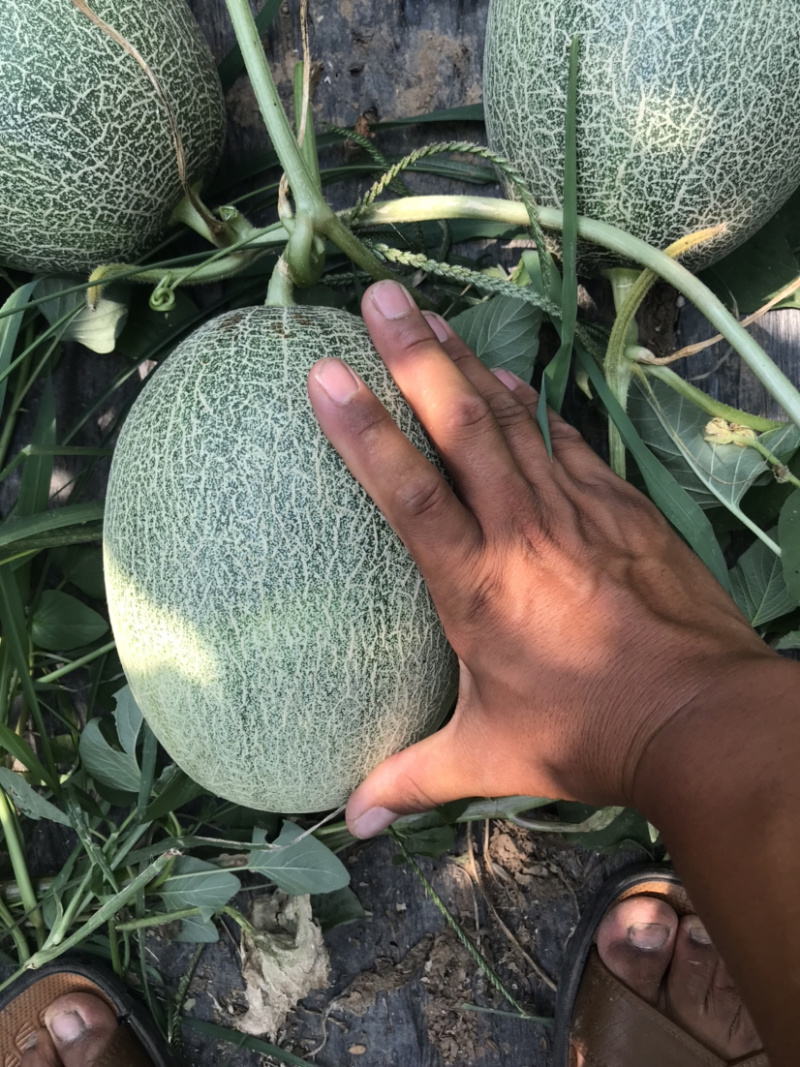 西州蜜25脆甜便宜的三五分钱，微信见头像