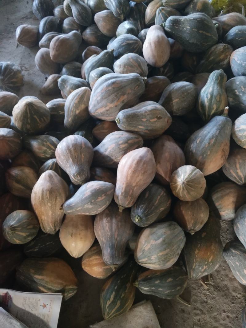香芋南瓜，香芋味浓，瓜型好专业代办桂林世达农业