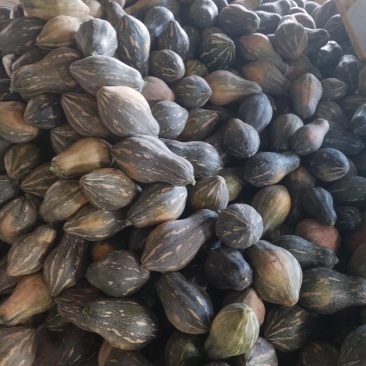 香芋南瓜，香芋味浓，瓜型好专业代办桂林世达农业