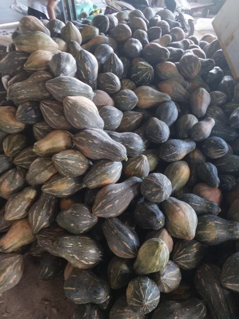 香芋南瓜，香芋味浓，瓜型好专业代办桂林世达农业