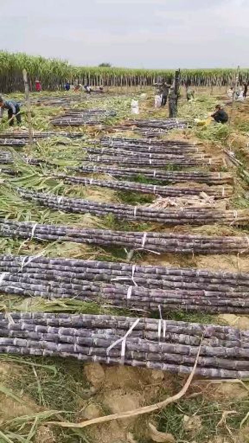 黑皮甘蔗基地直发，批发零售，保证质量，免费提供回头车